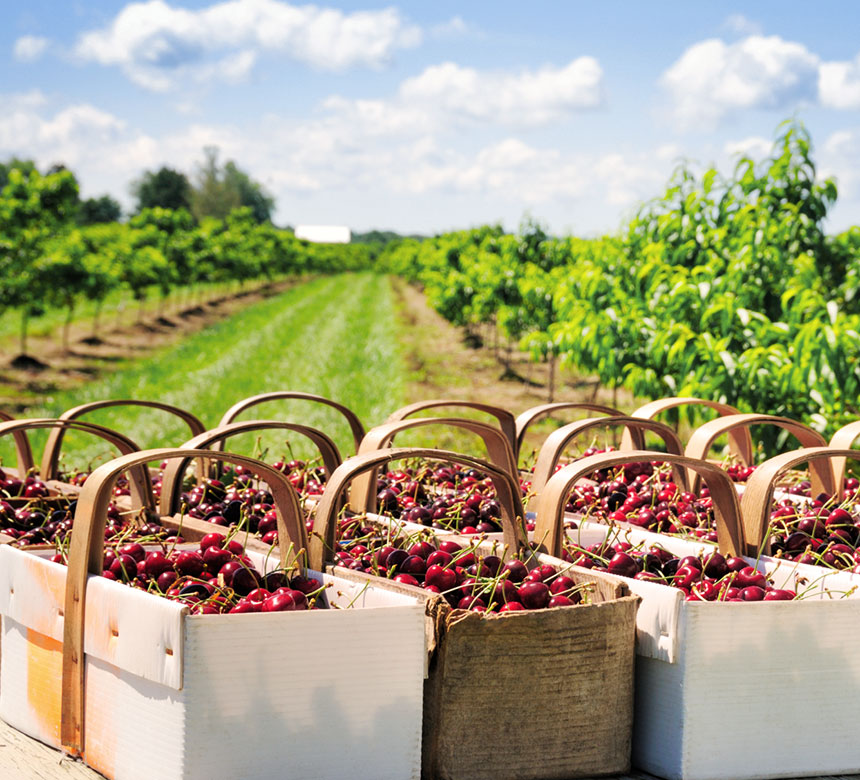 Production of fruit fillings, donut and pastry fillings, marmalades and cocoa-cream products for the bakery industry