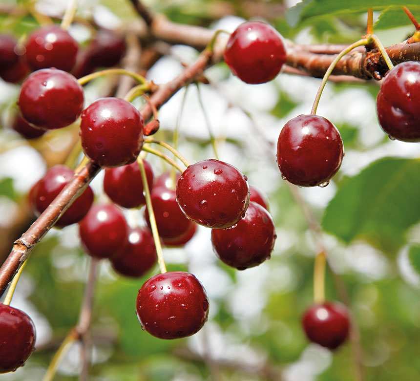 Production of fruit fillings, donut and pastry fillings, marmalades and cocoa-cream products for the bakery industry